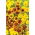 Common Sneezeweed seeds - Helenium autumnale - 500 seeds