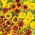 Common Sneezeweed seeds - Helenium autumnale - 500 seeds