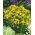 Hạt giống St. John's Wort - Hypericum perforatum - 1800 hạt