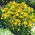 Hạt giống St. John's Wort - Hypericum perforatum - 1800 hạt