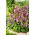 Bellflower Cherry Bells semena - Campanula punctata - 1200 semen