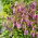 Bellflower Cherry Bells semena - Campanula punctata - 1200 semen