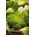 Chicorée, Endive - 300 graines - Cichorium endivia