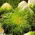 Endiviensamen (gemischt) - Cichorium endivia - 300 Samen - 
