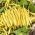 Dwarf French yellow bean "Gold Pantera"