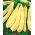 Fagiolo - Supernano Giallo - 25 semi - Phaseolus vulgaris L.