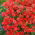 Einjähriger Phlox - rote Blüten; Sommer-Phlox, Einjährige Flammenblume 