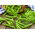 Kacang ladang "Cud Kelvedonu (Keajaiban Kelvedon)" - 500 g - 