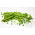 Kacang ladang "Cud Kelvedonu (Keajaiban Kelvedon)" - 500 g - 