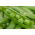 Kacang ladang "Cud Kelvedonu (Keajaiban Kelvedon)" - 500 g - 