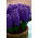 Sümbül Peter Stuyvesant - 3 adet - Hyacinthus