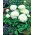 Ranunculus, Buttercup White - 10 lukovica