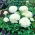 Ranunculus, Buttercup White - 10 lukovica