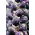 Purple Brussels Sprouts seeds - Brassica oleracea convar. oleracea var. gemmifera - 96 biji - Brassica oleracea var. gemmifera