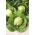 Bắp cải trắng "Fantasia" - để che phủ và canh tác trên đồng ruộng - HẠT GIỐNG - 100 hạt - Brassica oleracea convar. capitata var. alba