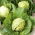 Bắp cải trắng "Fantasia" - để che phủ và canh tác trên đồng ruộng - HẠT GIỐNG - 100 hạt - Brassica oleracea convar. capitata var. alba