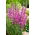 Lilla loosestrife, spiked loosestrife, lilla lythrum - 6900 frø - 