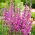 Lilla loosestrife, spiked loosestrife, lilla lythrum - 6900 frø - 