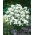 Millefoglio palustre - 470 semi - Achillea ptarmica