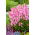 Boca de dragón - Atos - rosa - Antirrhinum majus nanum - semillas