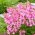 Boca de dragón - Atos - rosa - Antirrhinum majus nanum - semillas