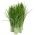 BIO Schnittlauch "Medium Leaf" - zertifizierte Bio-Samen - 