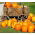 BIO Squash "Jack O 'Lantern" - gecertificeerde biologische zaden - 