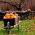 BIO Squash "Jack O 'Lantern" - gecertificeerde biologische zaden - 