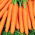 Wortel "Jagna" - varietas awal - SEED TAPE - Daucus carota ssp. sativus  - biji