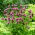 Lemon Beebalm tohumları - Monarda citriodora - 180 tohumlar