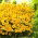 Plains coreopsis "Golden Dwarf"; tuin tickseed, gouden tickseed, calliopsis - 
