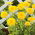 Pot marigold "Santana"; berkerumun, marigold umum, marigold Scotch - Calendula officinalis - biji