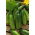 Cucumber "Basza" - pickling variety - 175 seeds