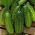 Cucumber "Basza" - pickling variety - 175 seeds