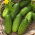 Огурец посевно́й - Marcel F1 - 225 семена - Cucumis sativus