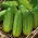 Pita Benih F1 Ketimun Polan - Cucumis sativus - biji