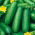 Cucumber "Hamilton" - for under cover cultivation - premium seed varieties for everone - 10 seeds