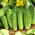 Polia, morenie uhorky "Rodos" - 225 semien - Cucumis sativus - semená