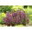 Wall Germander seeds - Teucrium chamaedrys - 70 seeds