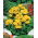 Zapatilla Semillas Flor - Calceolaria Mexicana