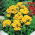 Zapatilla Semillas Flor - Calceolaria Mexicana