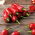 Ardei Jalapeno - varietate roșie, foarte caldă - 85 de semințe - Capsicum L.
