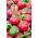 Paprika – Coral - 24 zaden - Capsicum L.
