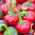 Paprika – Coral - 24 zaden - Capsicum L.