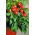 Spanskpeppar - Peppino F1 - 10 frön - Capsicum L.