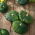 Patty Pan Squash Okra semillas - Cucurbita pepo - 75 semillas - Cucurbita pepo var. Patisoniana