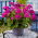 Pelargonium - violeta - 6 semillas - Pelargonium L'Hér.