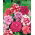 Pétunia Doble - Duo F1 - variada - Petunia x hybrida pendula fl. pl.  - semillas