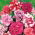 Pétunia Doble - Duo F1 - variada - Petunia x hybrida pendula fl. pl.  - semillas