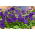 بذور بتونيا الترا بلو - بتونيا x hybrida grandiflora - 80 بذرة - Petunia x hybrida  - ابذرة